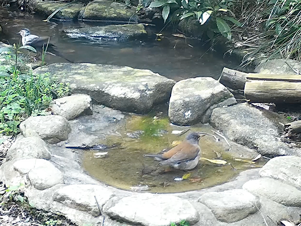 シロハラ シロハラ